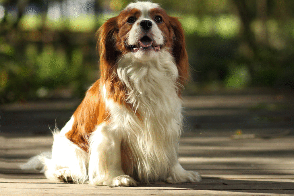 pes Kavalier King Charles španiel poslušne sedí na ceste a čaká na povel od majiteľa