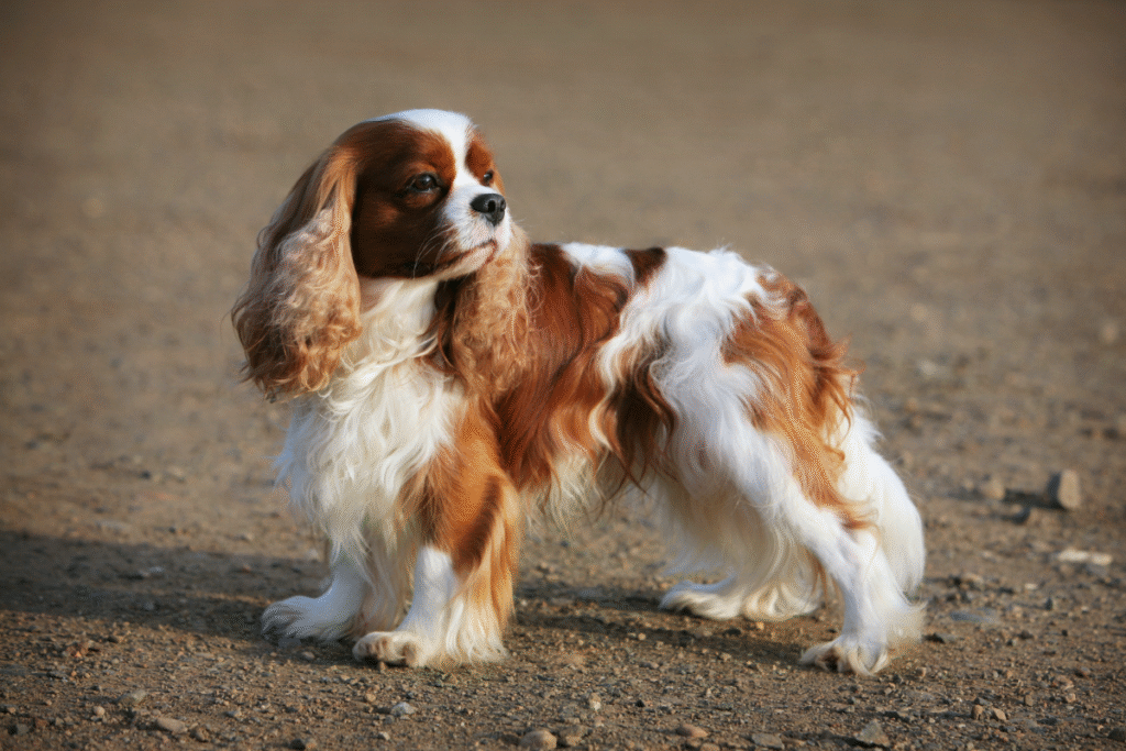 Krásny bielo hrdzavý psík Kavalier King Charles španiel pozerajúc do boku