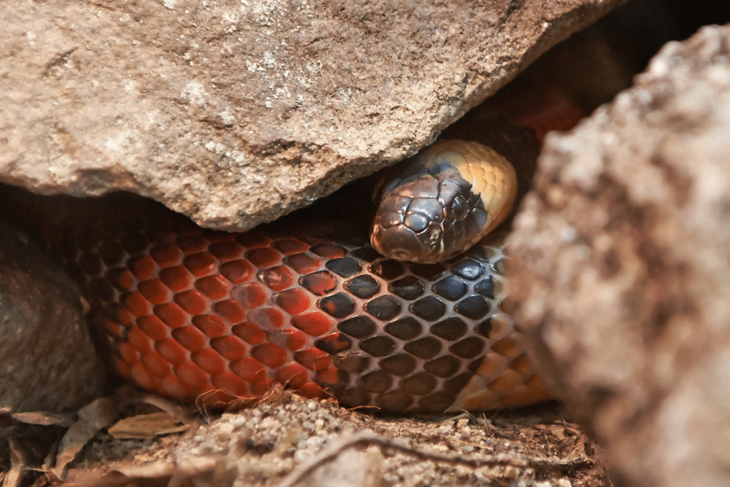 Had Koralovka pod skalou s vystrčenou hlavou