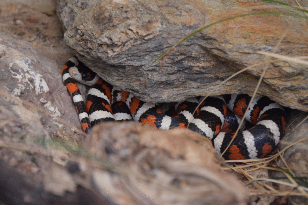 Had Koralovka zalezený a zmotaný pod skalou v prírode