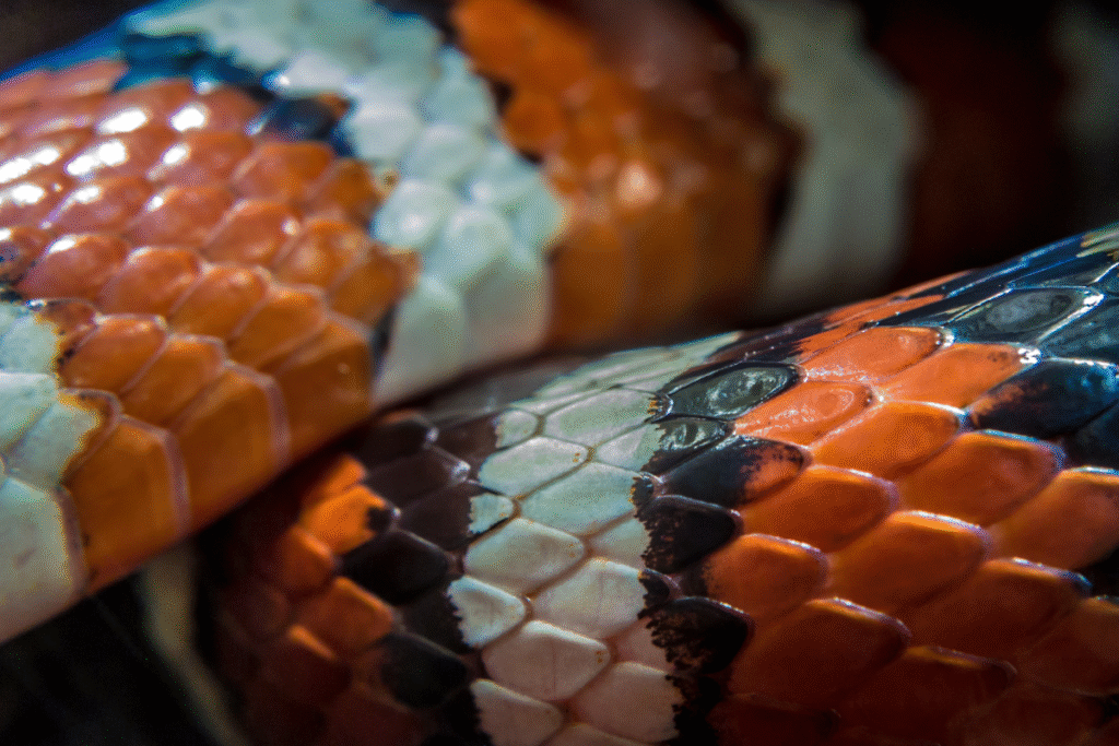 Detail šupín Korálovky