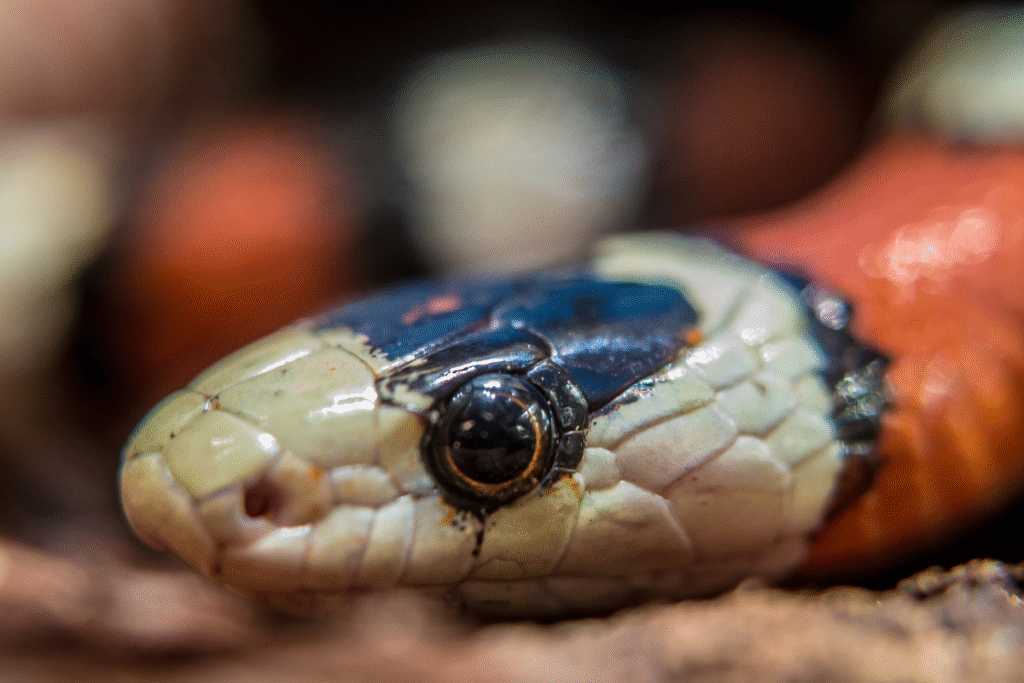 Detail hlavy Hada Korálovka