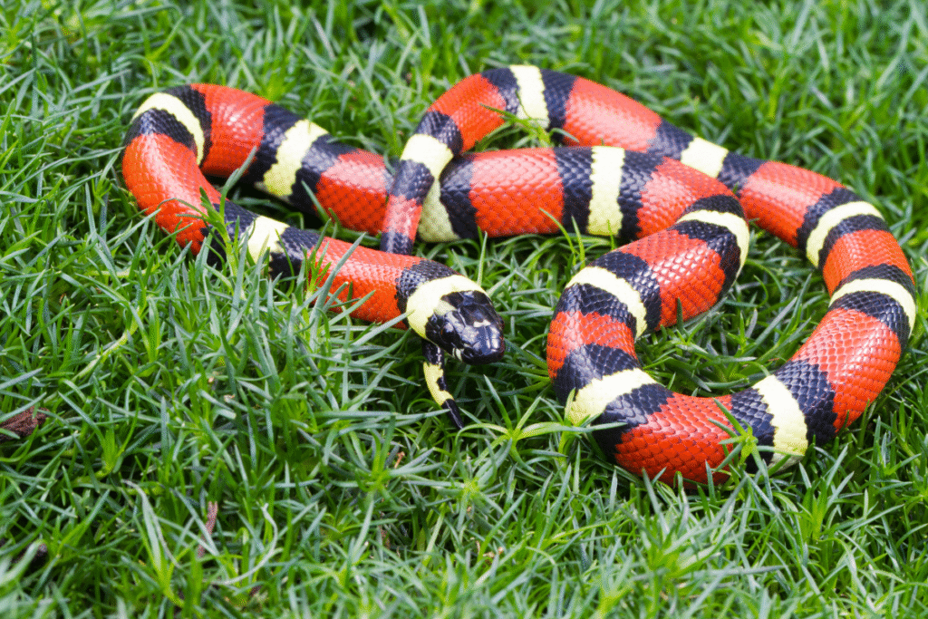 Krásna Koralovka had na zelenej tráve
