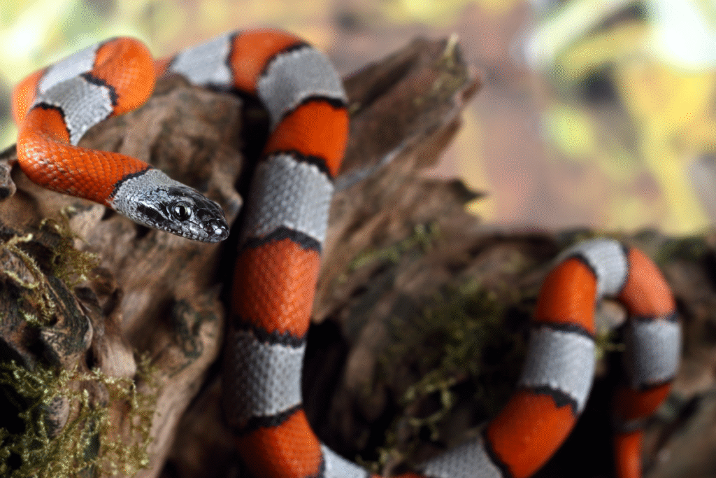 Had Korálovka v teráriu na konári