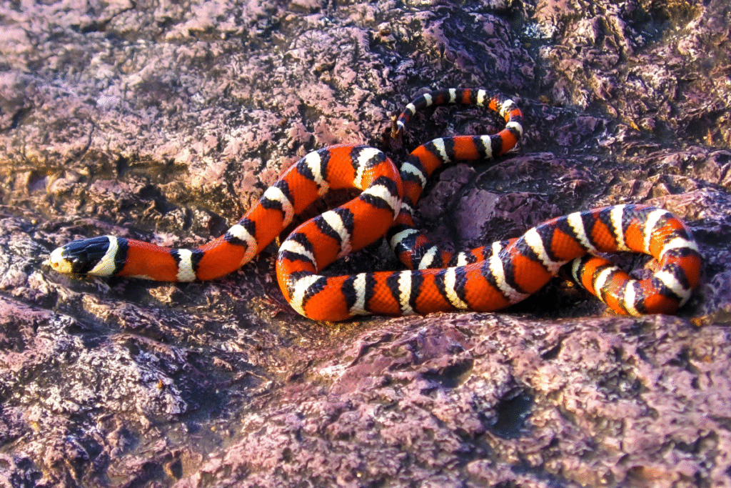 Had Korálovka v prírode na skale