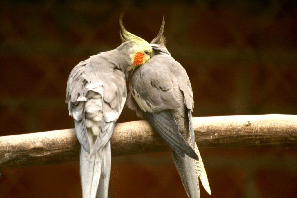 Dve korely chocholate šedé sedia na bydielku a navzájom si čistia perie