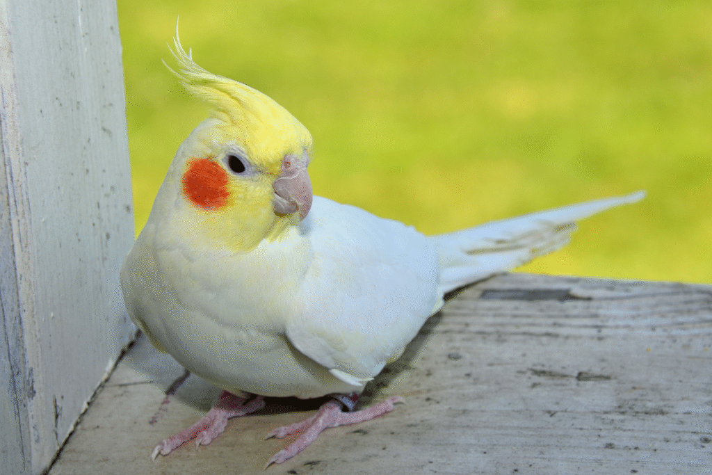 Biela Korela chocholatá v búdke vo voliére