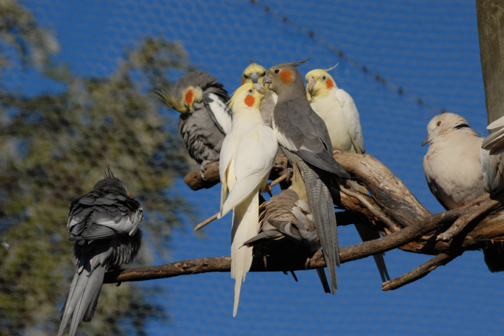 Korely chocholaté vo voliére