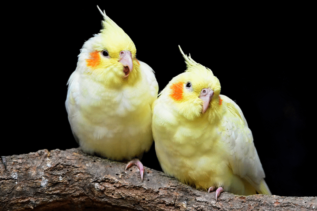 Dve žlté Korely chocholaté na konáriku vedľa seba