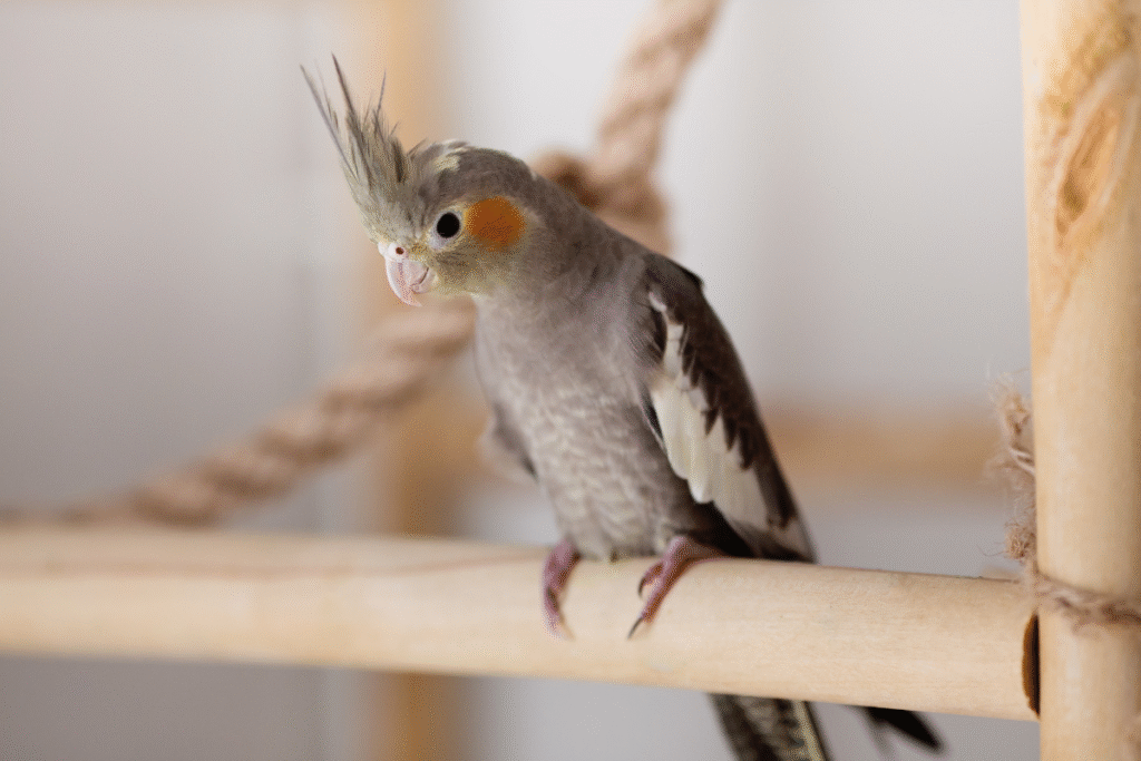 Mladá Korela chocholatá v klietke