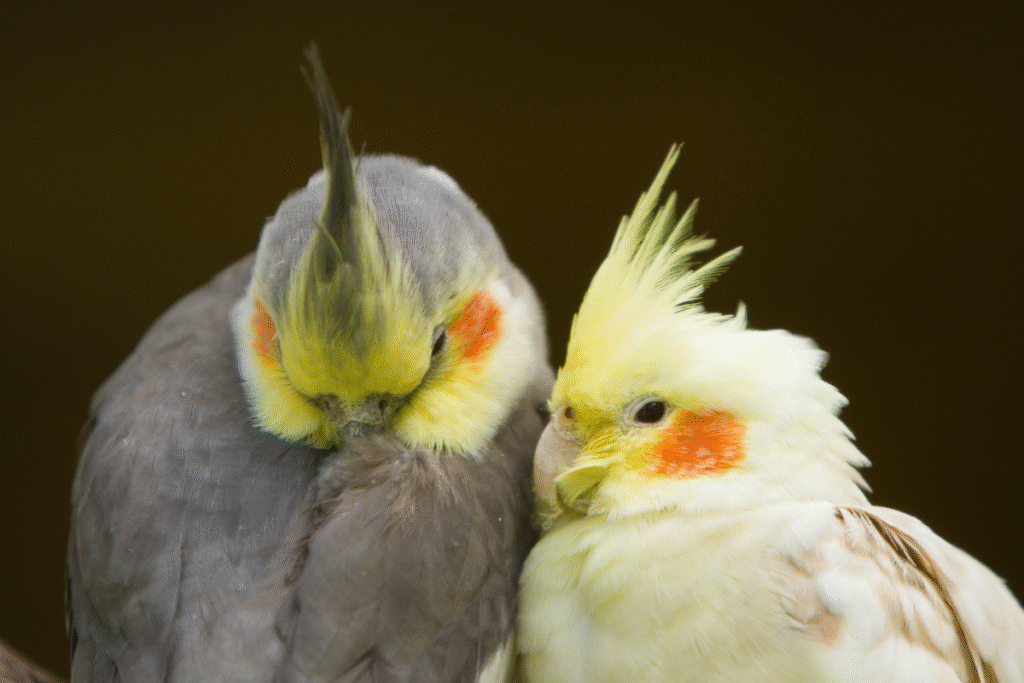 Detail hlavičiek Korely chocholatej - jedna šedá a druhá žltá