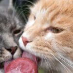 🍦 Mačka vs. zmrzlina – Môžu mačky sladkosti?
