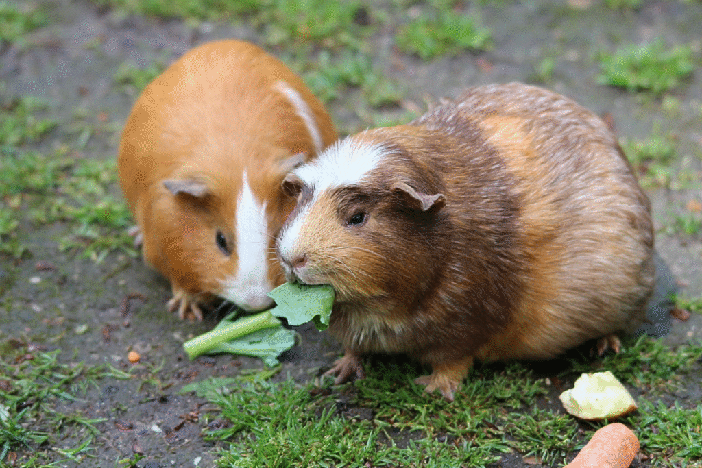 Dve malé Morčiatka domáce v záhrade ktoré si pochutnávajú na zelených listoch