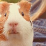 🐹 Prečo je morča ideálne prvé zvieratko pre dieťa?