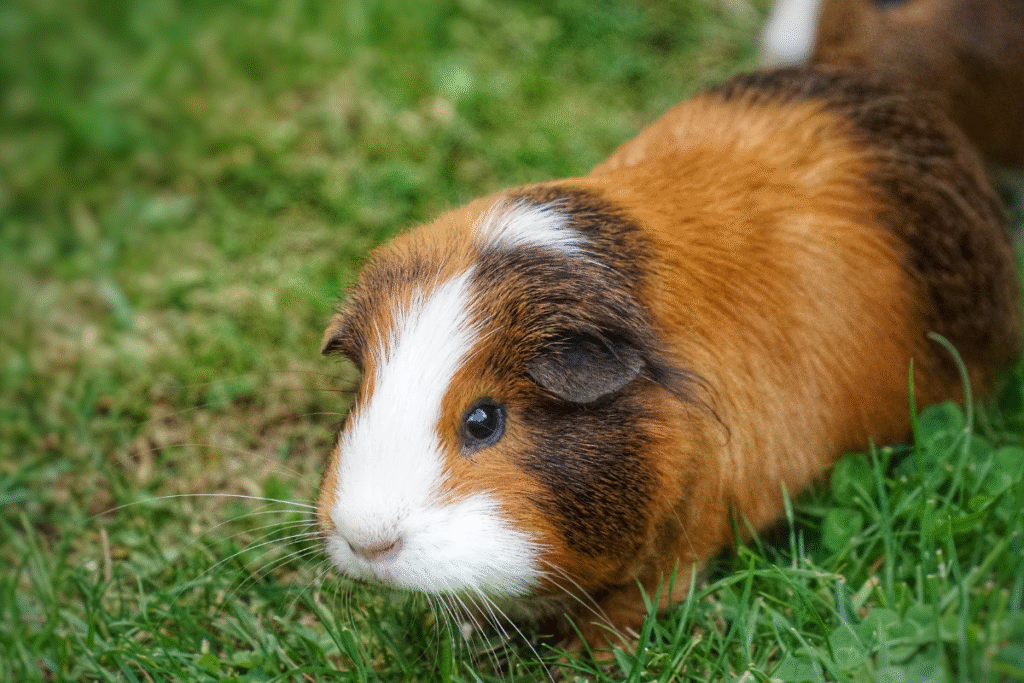 Ryšavé morča domáce pasúce sa na zelenej tráve v záhrade