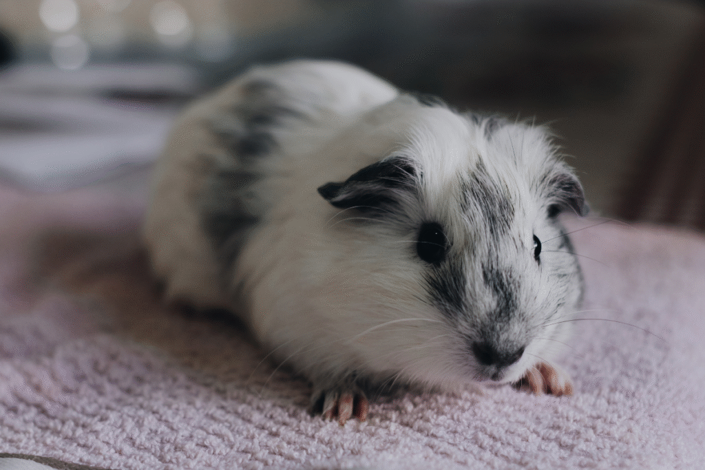 Bielo čierne malé morča na postely