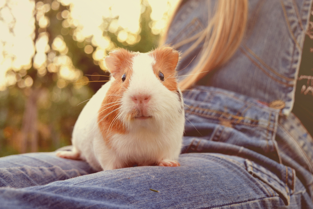 Bielo ryšavé morčiatko na kolenách slečny v záhrade