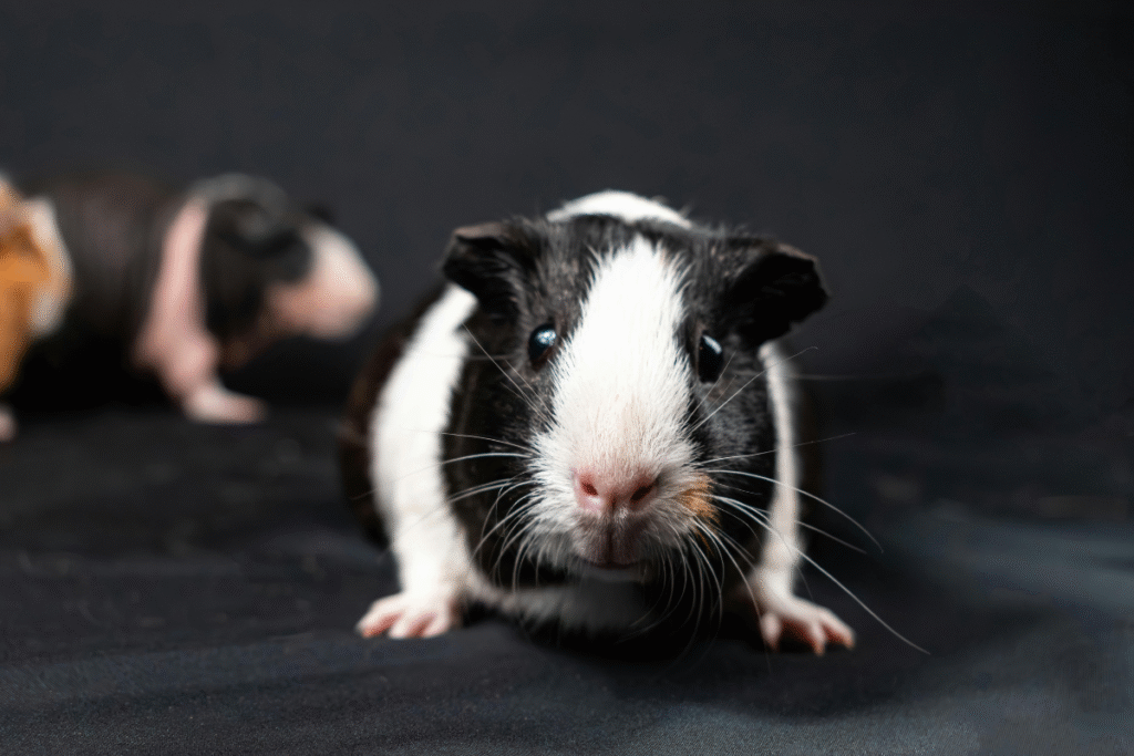 Morča domáce v čierno bielom prevedení na čiernom pozadí s pohľadom priamo na fotografa