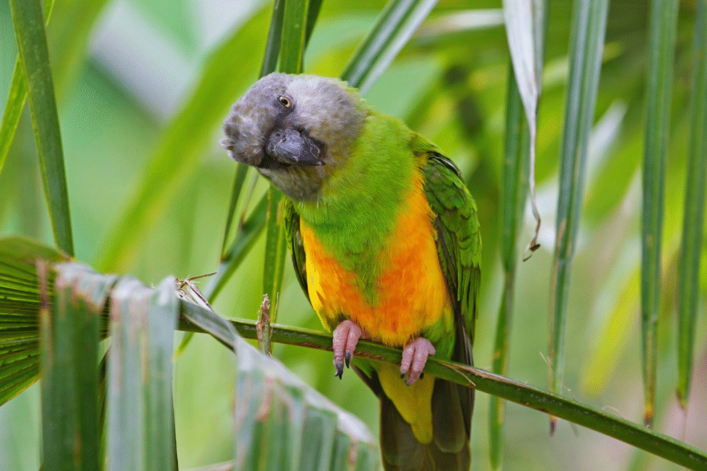 Papagáj senegalský sedí na bambuse v prírode