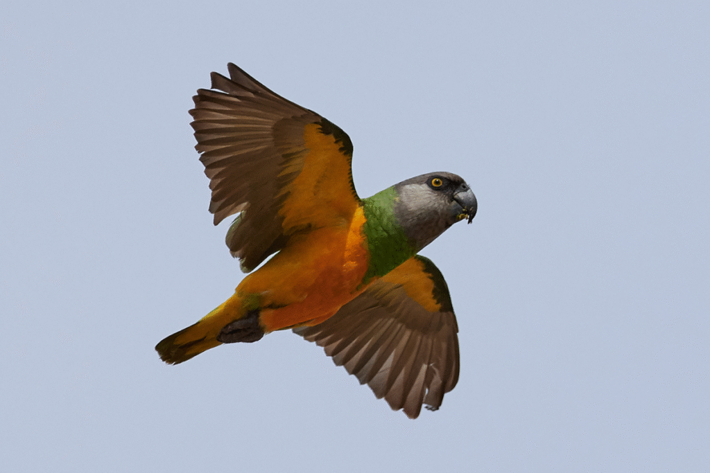 Papagáj senegalský v vo vzduchu v lete v prírode