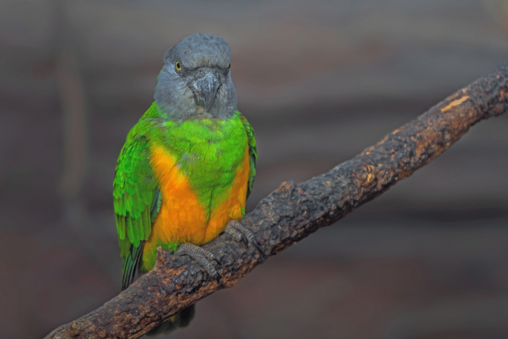 Papagáj senegalský na konári vo voliére