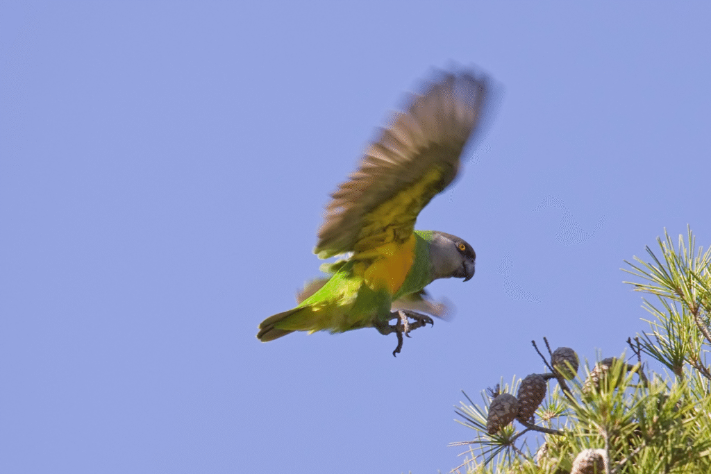 Papagáj senegalský v lete
