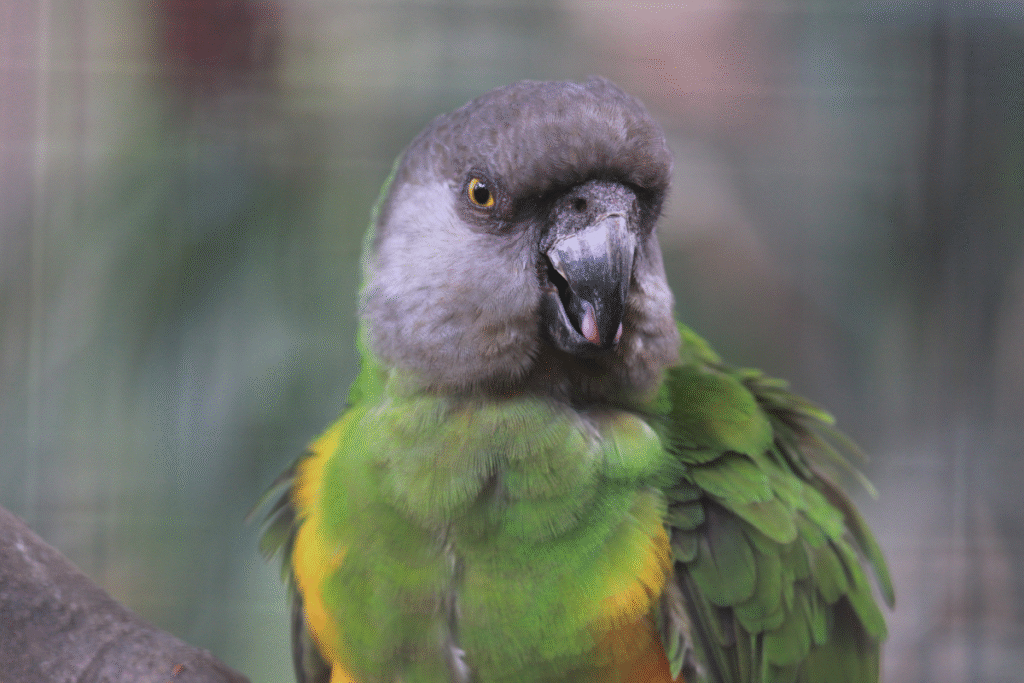 Papagáj senegalský detail hlavičky