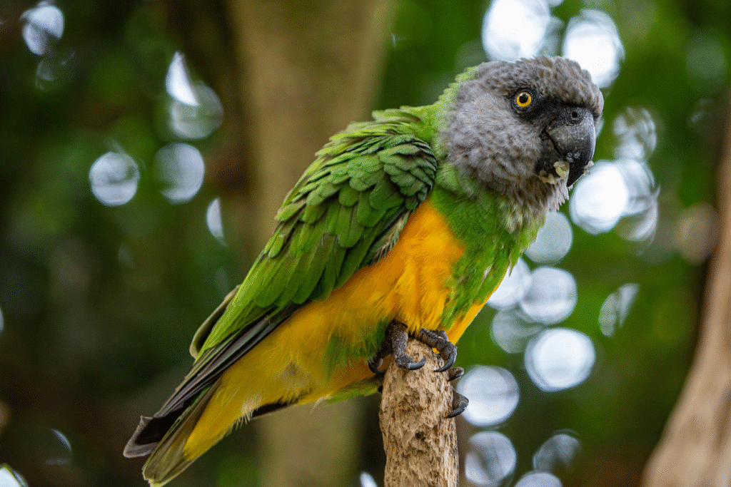 Papagáj senegalský na konári v prírode