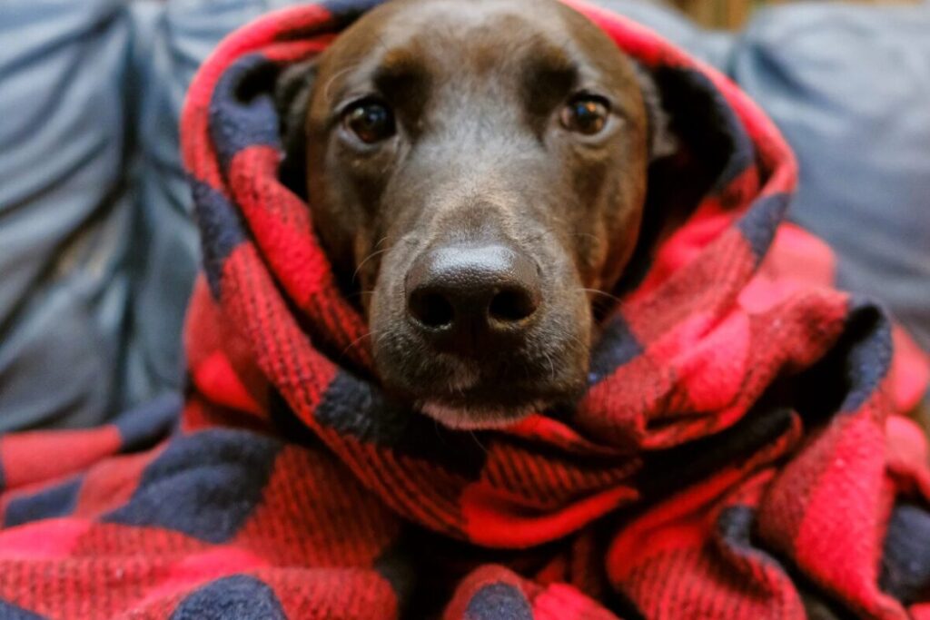 Pes sa ohrieva v deke - detail hlavy