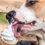 🍦 Pes vs. zmrzlina – môžu psy sladkosti?