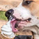 🍦 Pes vs. zmrzlina – môžu psy sladkosti?