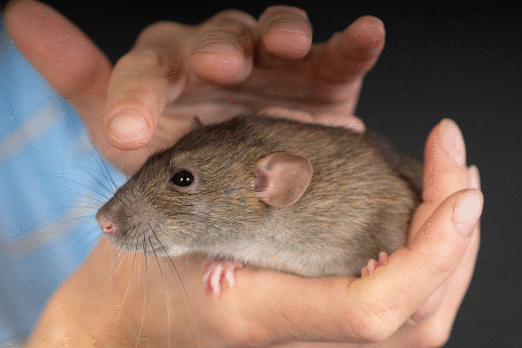 Šedý potkan domáci v rukách majiteľa