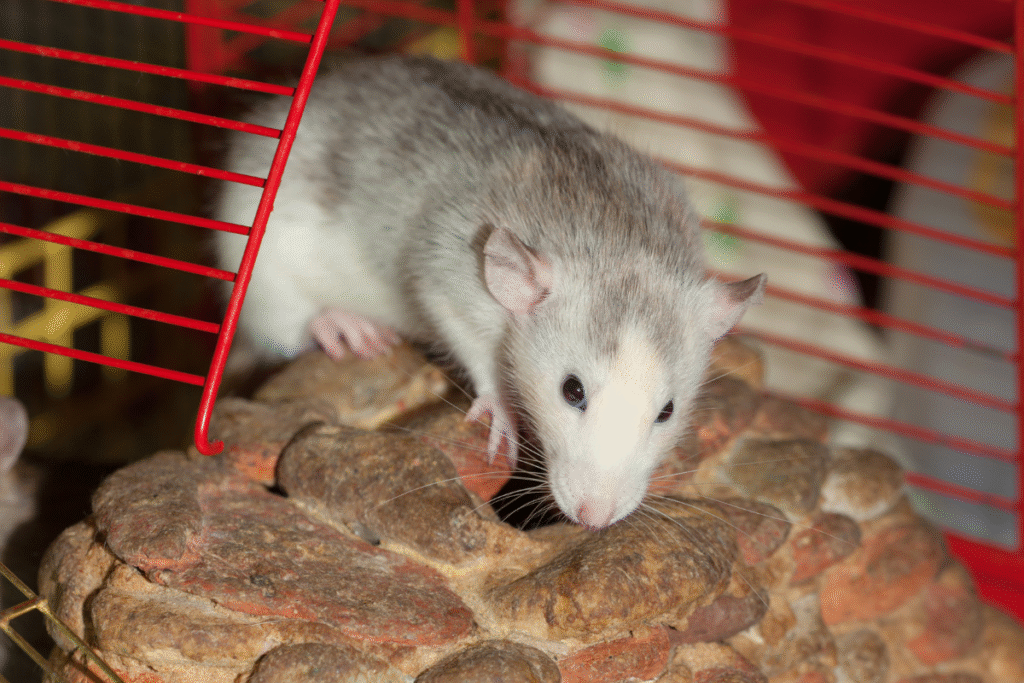 Potkan domáci vo svojej klietke