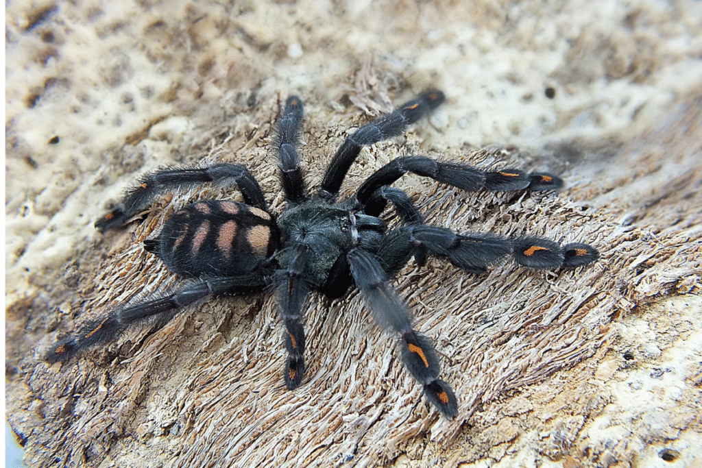 Tarantula Psalmopoeus irminia na skale v prírode