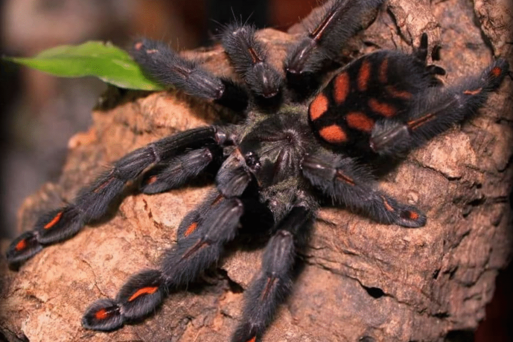 Tarantula Psalmopoeus irminia na kore v teráriu