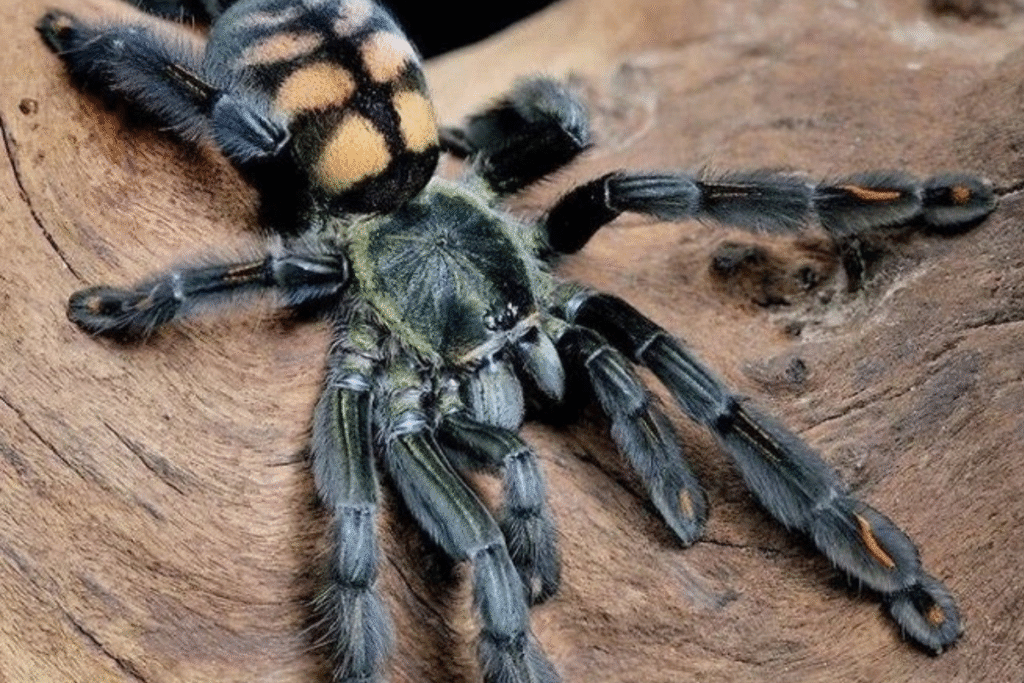 Tarantula Psalmopoeus irminia v teráriu na koreni