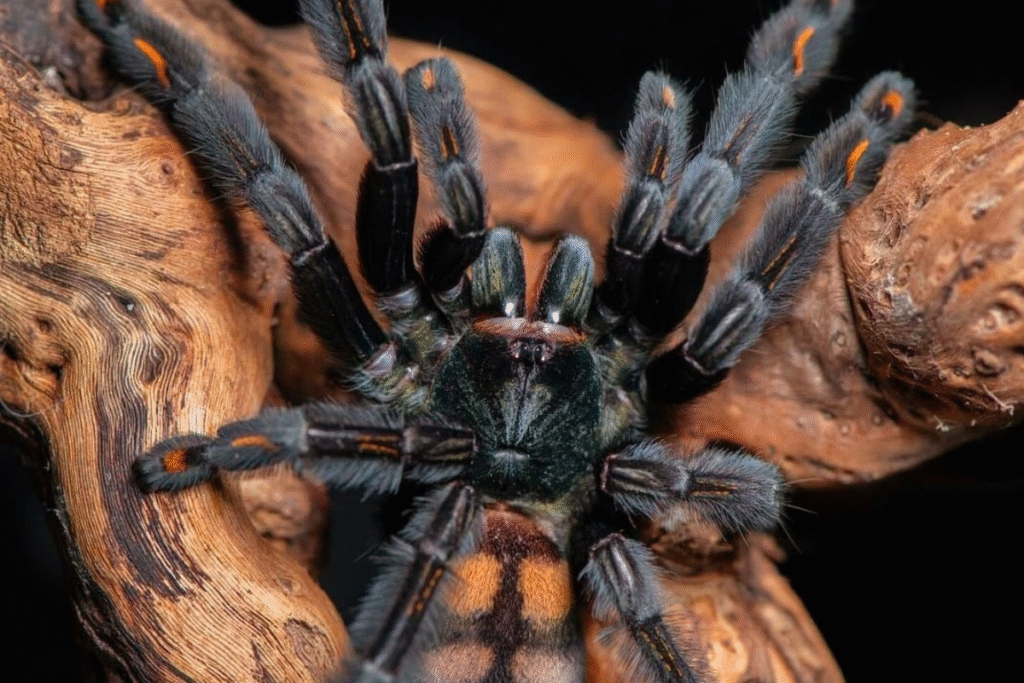 Tarantula Psalmopoeus irminia detail v teráriu