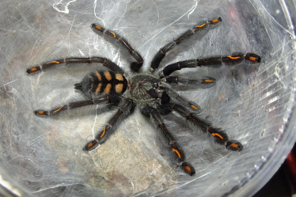 Tarantula Psalmopoeus irminia v kelímku na pavučine