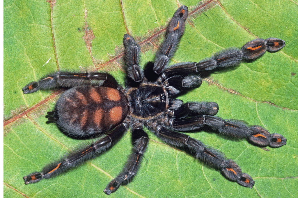 Tarantula Psalmopoeus irminia na liste v prírode