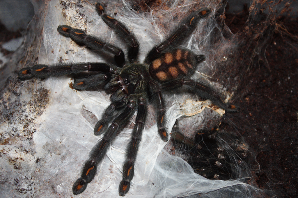 Tarantula Psalmopoeus irminia v Teráriu