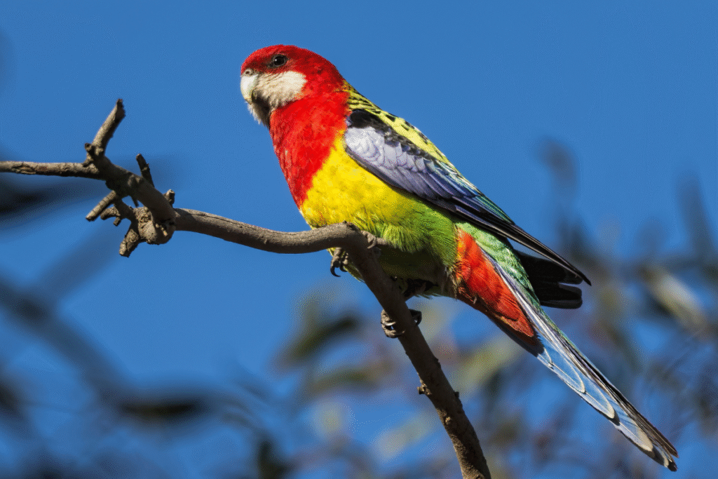 Rozela pestrá na konári v prírode