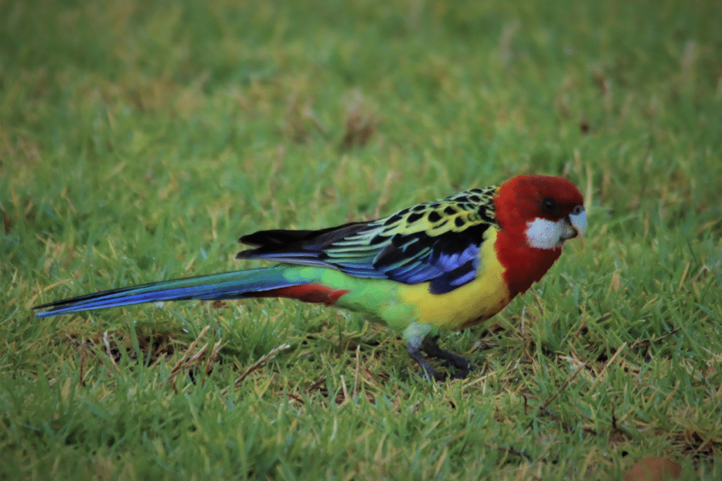 Rozela pestrá na tráve v prírode