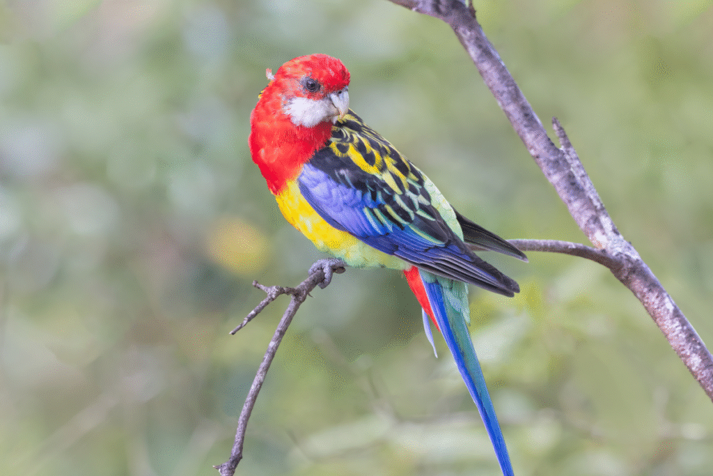 Rozela pestrá na konáriku v prírode