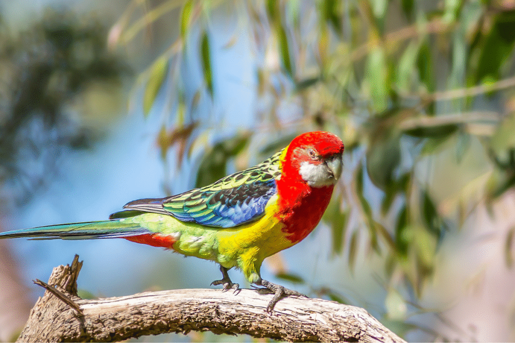 Rozela pestrá v prírode na konári