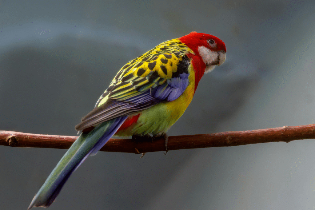 Rozela pestrá vo voliére na bydle