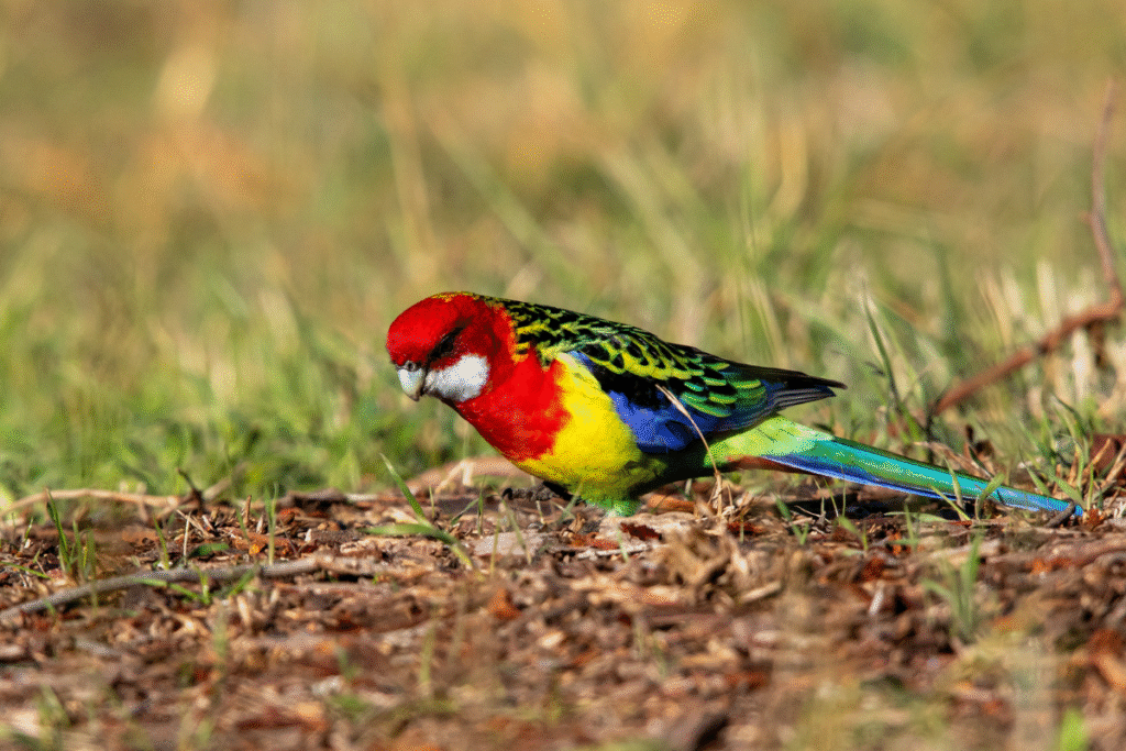 Rozela pestrá na zemi si hľadá potravu