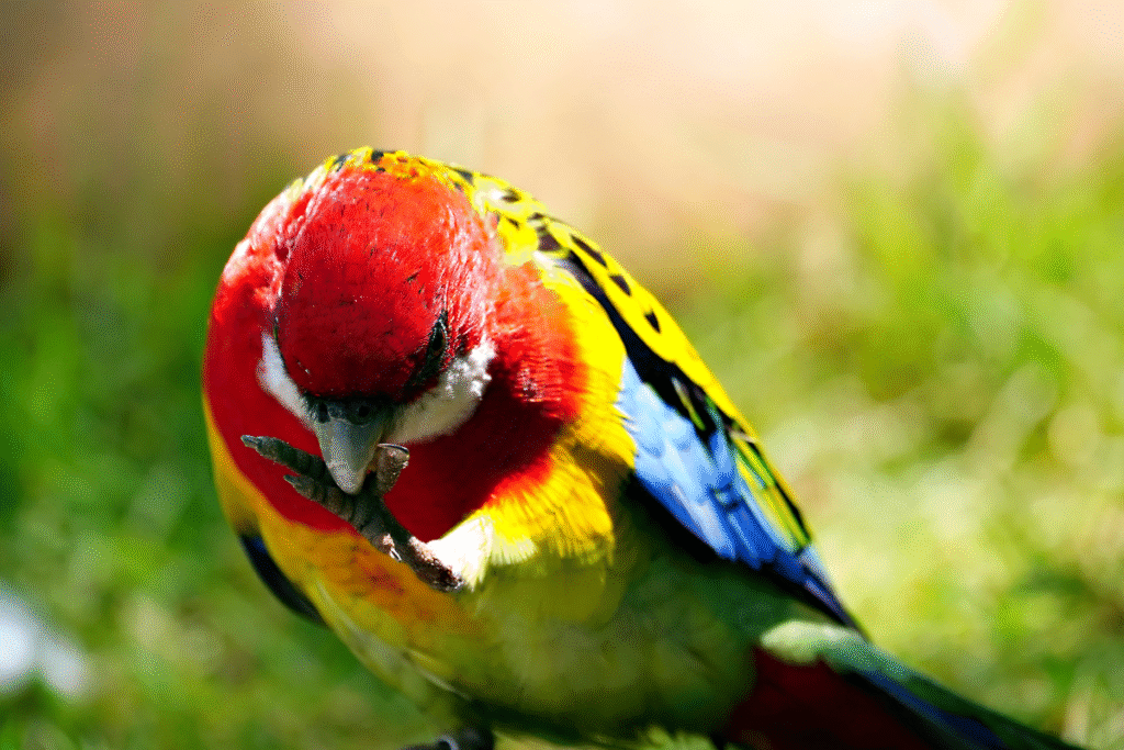 detail Rozela pestrá ako sa čístí