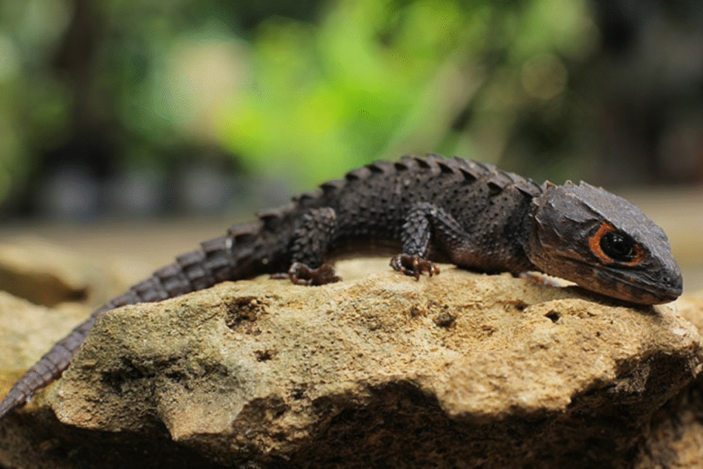 Scink ohnivohlavý na skale v prírode