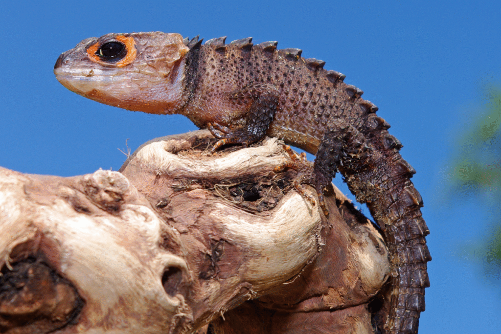 Scink ohnivohlavý v prírode