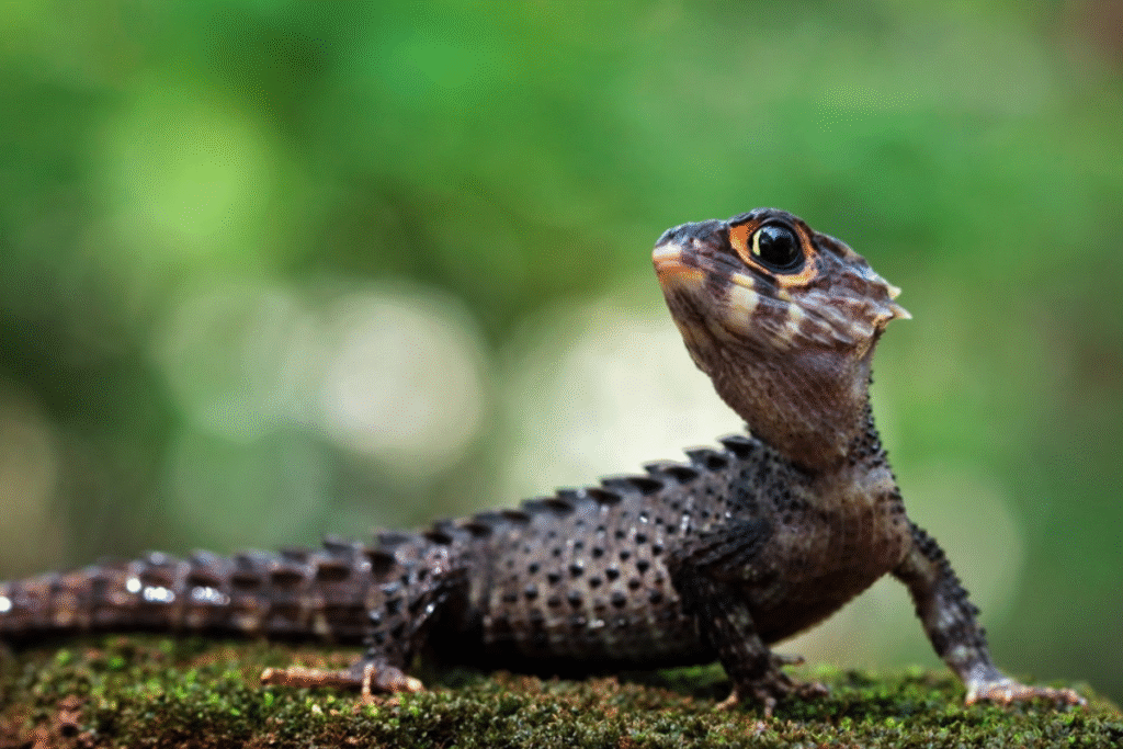 Scink ohnivohlavý v teráriu na zemi
